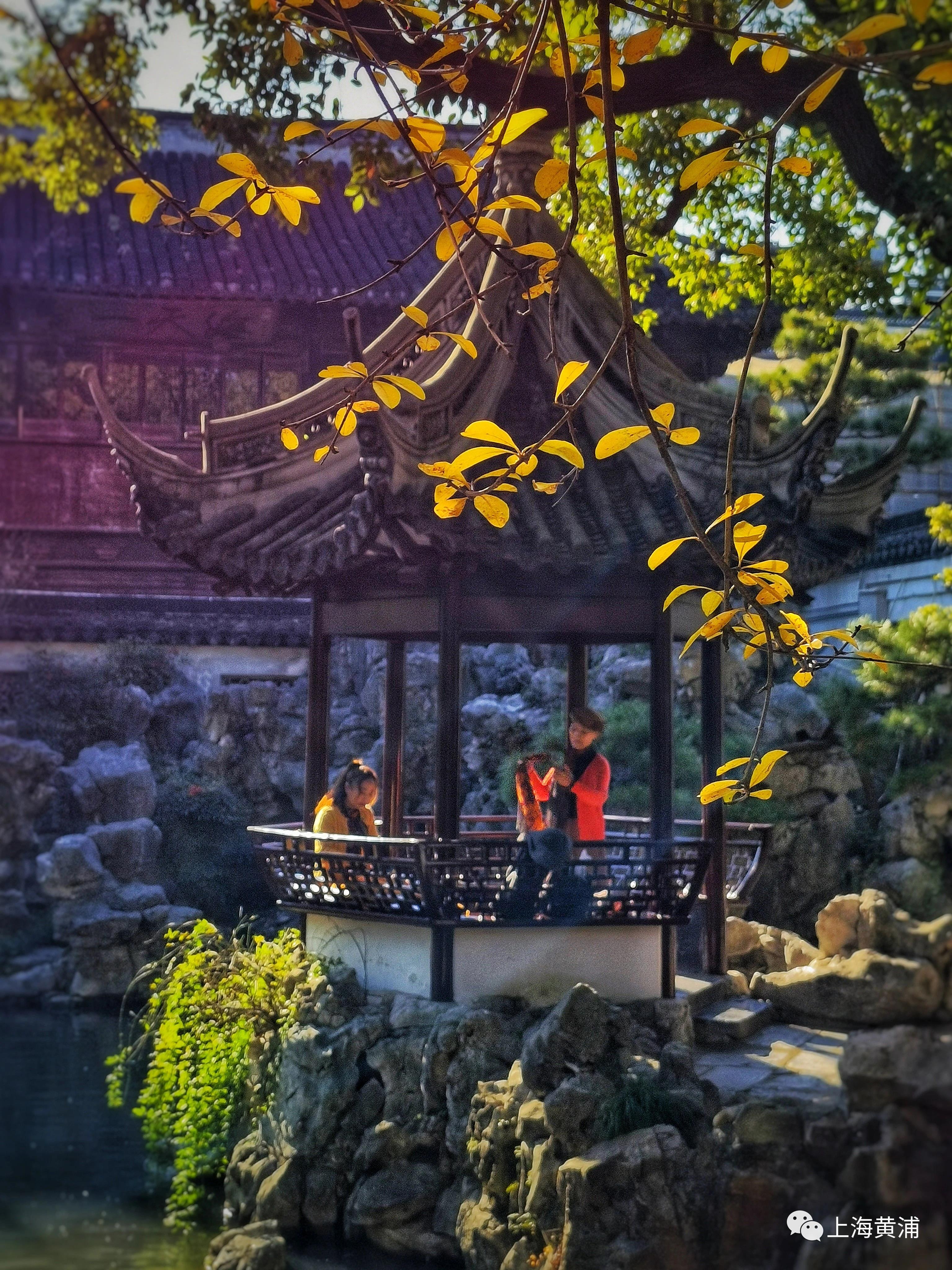 462年前,豫园主人亲手种植的古银杏,金叶满枝,在蓝天白云和豫园独有的