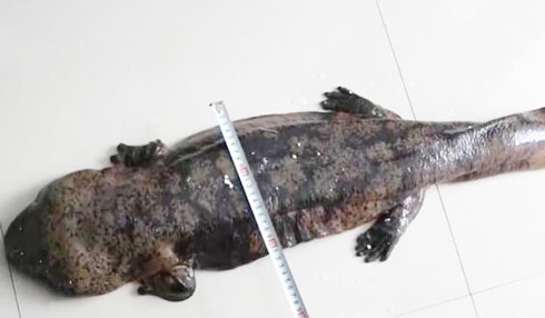 罕见！贵州铜仁：一村民发现长达1米野生娃娃鱼