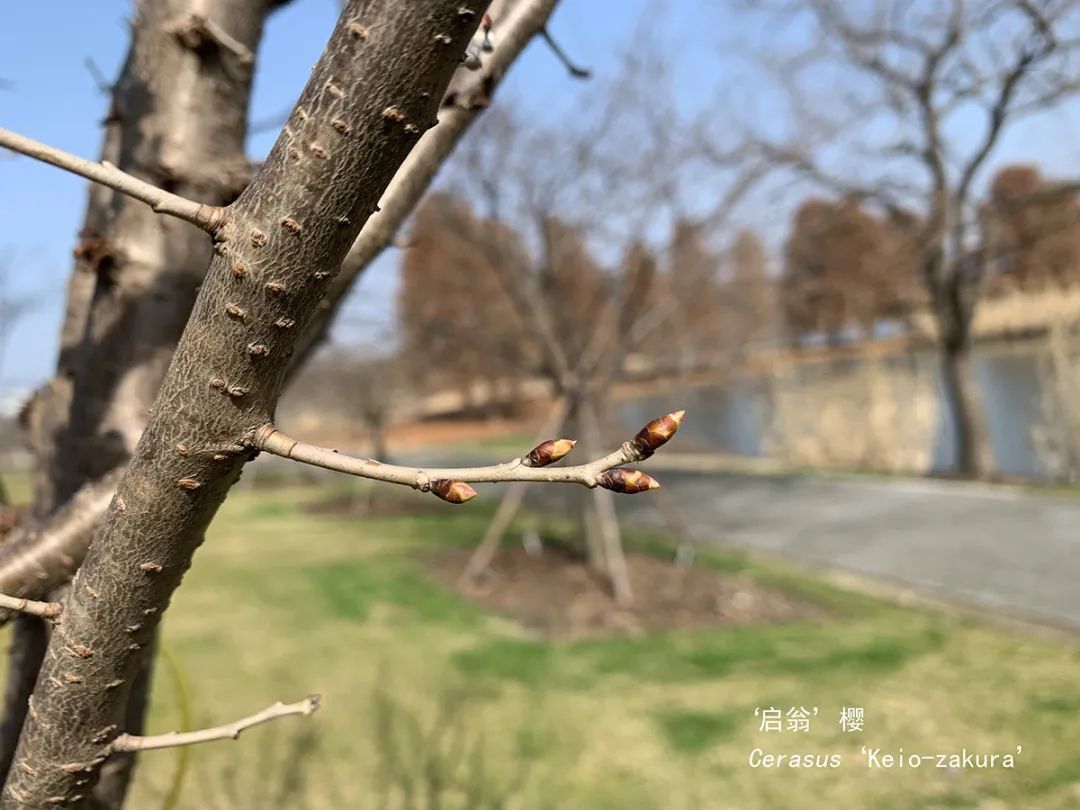 装点沪上 春日行 赏樱预告 上海频道 央视网