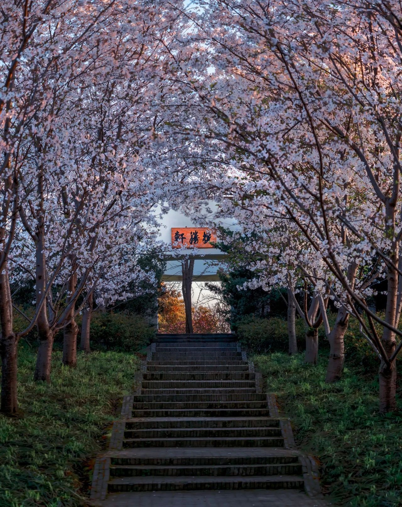 装点沪上 春日行 赏樱预告 上海频道 央视网