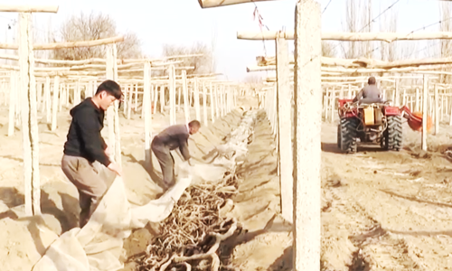 新疆吐鲁番57万亩葡萄迎来开墩季