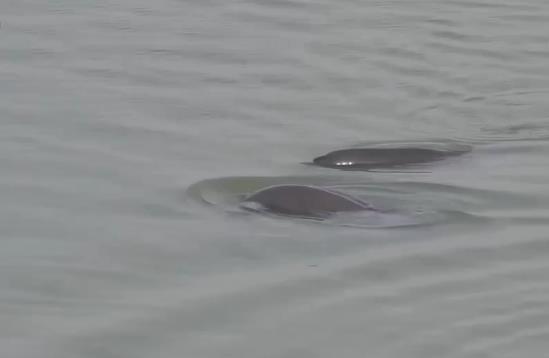 精彩的江豚“冲浪比赛”在鄱阳湖区频繁上演
