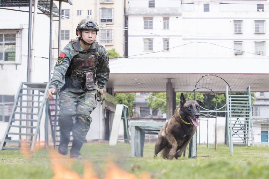 广西南宁武警官兵携军犬开展强化训练提升实战能力