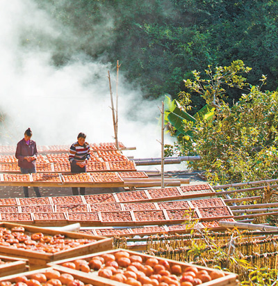 广东梅州市平远县上举镇畲脑村，村民在晾晒柿饼。冯锡权摄（影像中国）