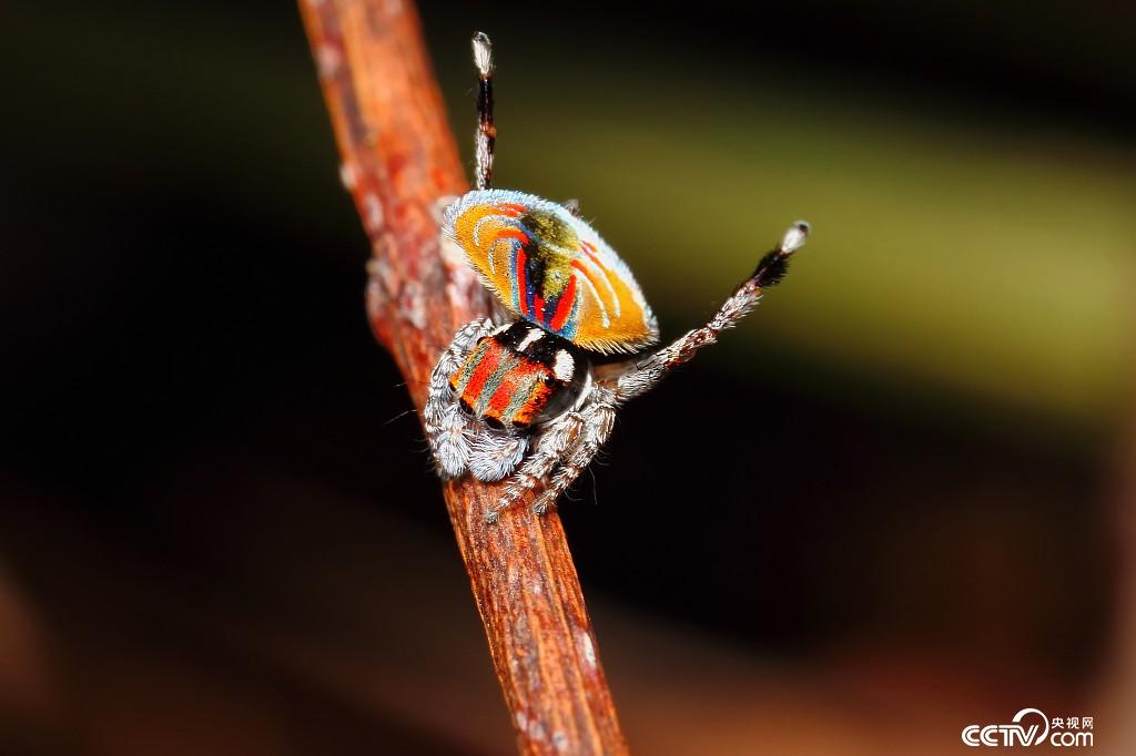 蜘蛛会跳孔雀舞你没看错