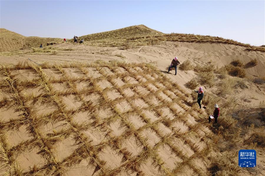 甘肃古浪县八步沙林场治沙人和群众进行“草方格压沙”作业。（2020年3月6日摄，无人机照片）。新华社记者 范培珅 摄