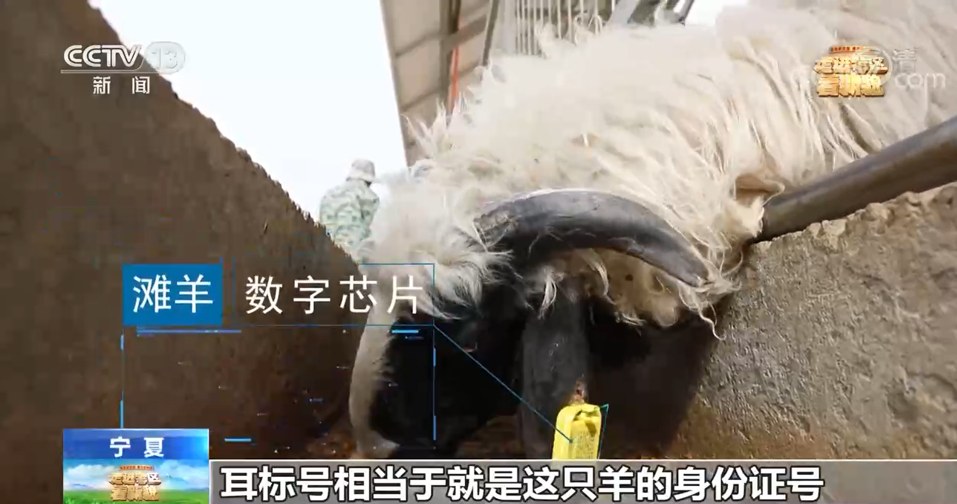 【走进老区看新貌】宁夏盐池：科技赋能 小羊撬动大产业