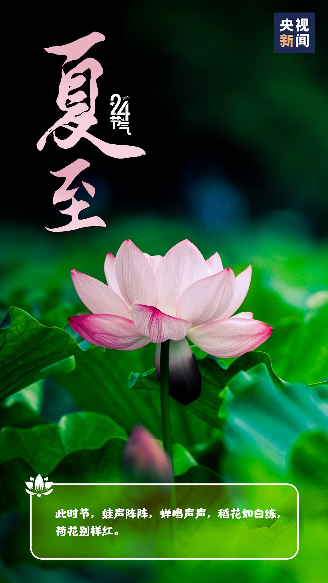 今日夏至愿美好也如约而至