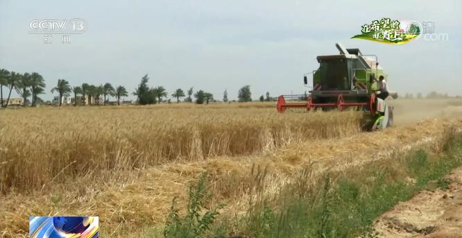 摩臣3在线首页【在希望的田野上·麦收记】中国小麦丰收为国际市场传递积极预期