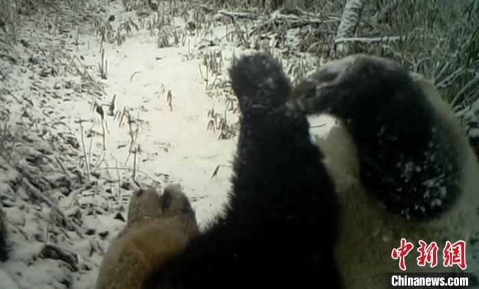 野生大熊猫“练瑜伽” 宝兴蜂桶寨保护区 供图