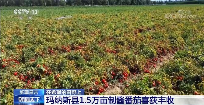 在希望的田野上 | 新疆昌吉制酱番茄喜获丰收 1.5万亩“致富果”助农增收