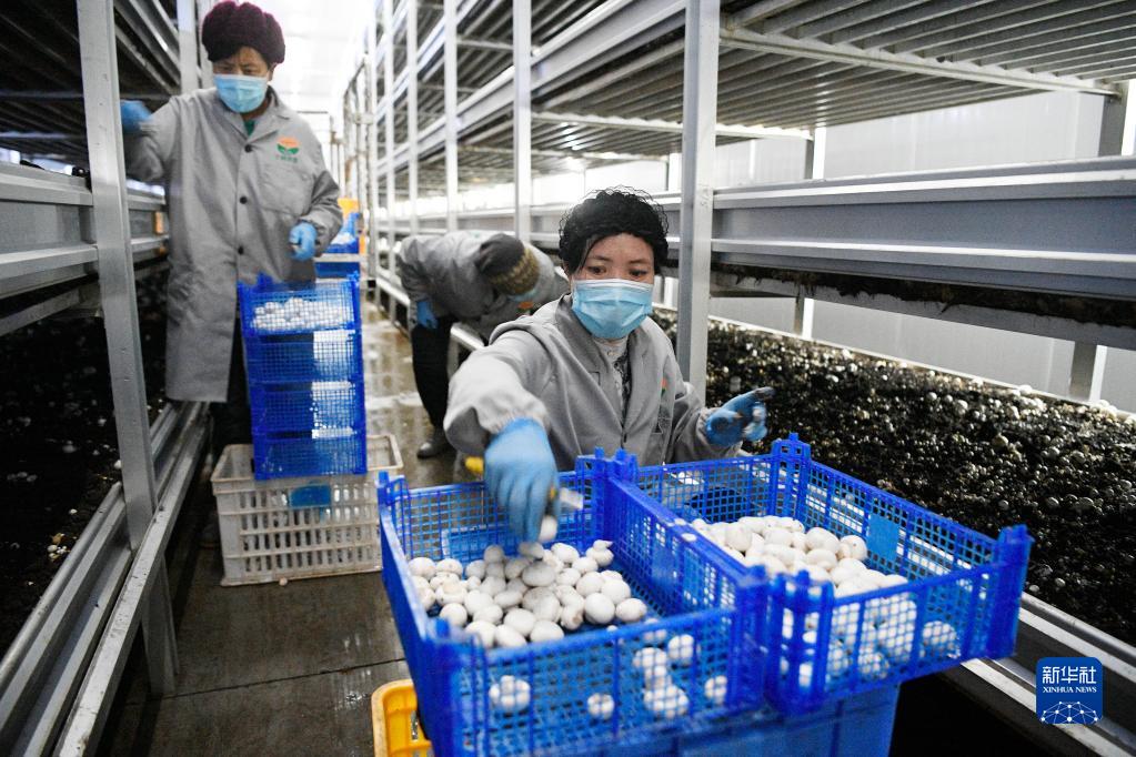 　　农民在宁夏闽宁镇双孢菇栽培示范基地采摘蘑菇（2020年3月18日摄）。
