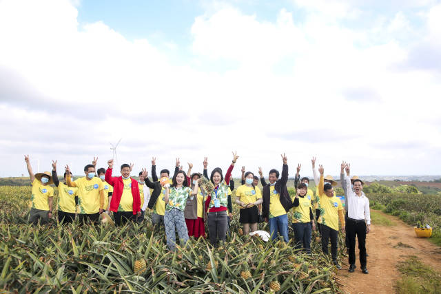 The team of Haixin farmers in pineapple has been growing and has become a new force in the revitalization of Xuwen pineapple village.