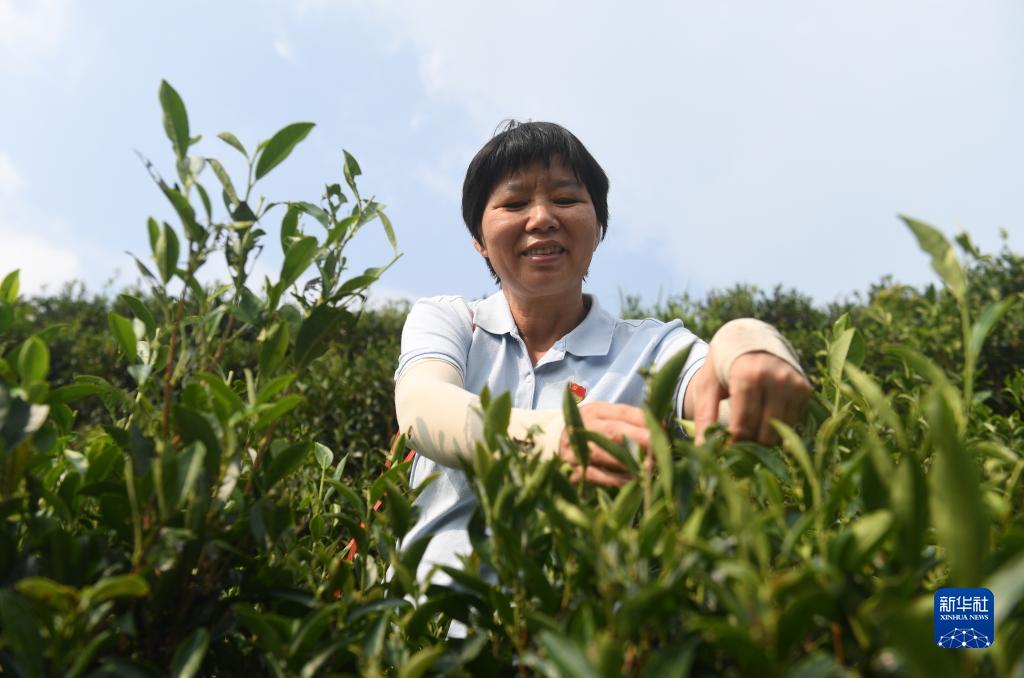 祝雪兰在广西苍梧县六堡镇山坪村采茶（2022年9月22日摄）。