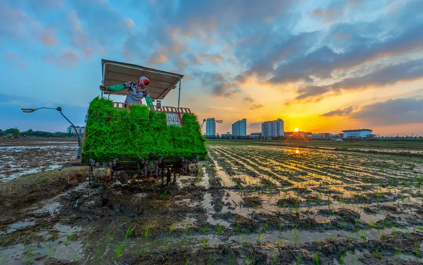 2020年6月8日，在江苏省苏州市甪直镇，农民驾驶新型插秧机进行作业。陈彩娥 摄