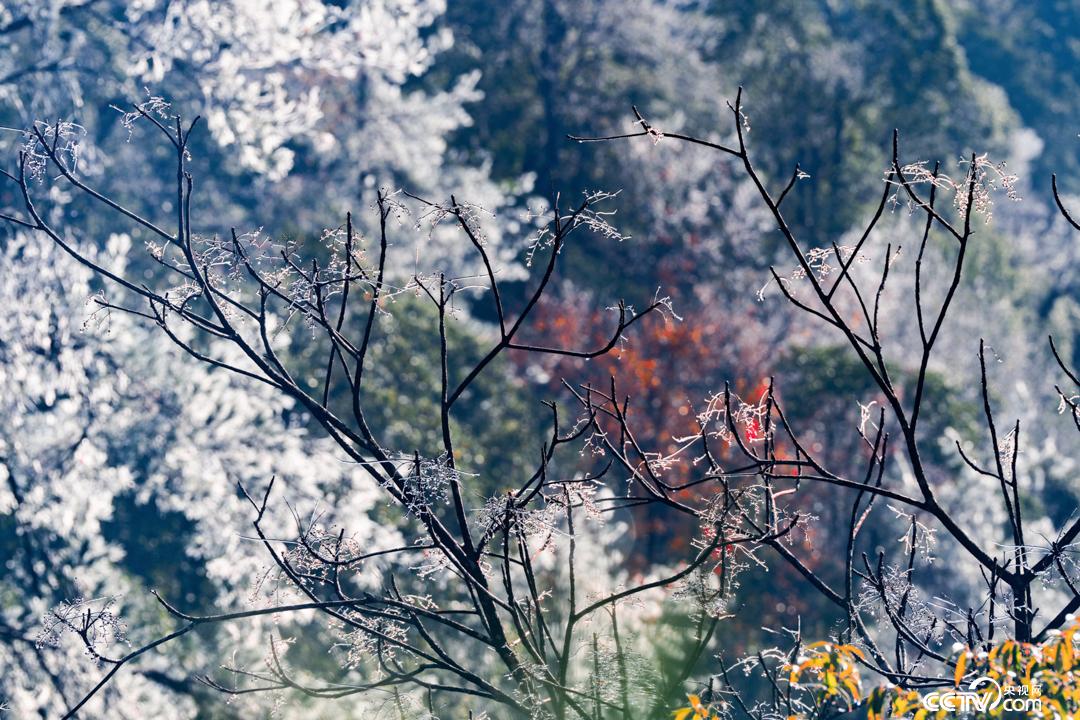 福建连城:高山雾凇景观美如画_经济频道_央视网(cctv.com)
