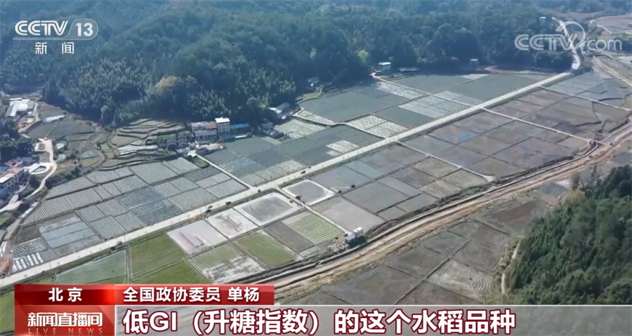 两会同期声｜全面推进乡村振兴 加快建设农业强国_新闻频道_央视网(cctv.com)