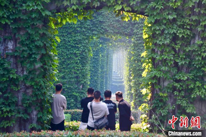摄影爱好者打卡&ldquo;绿野仙踪&rdquo;景观。　张浪 摄