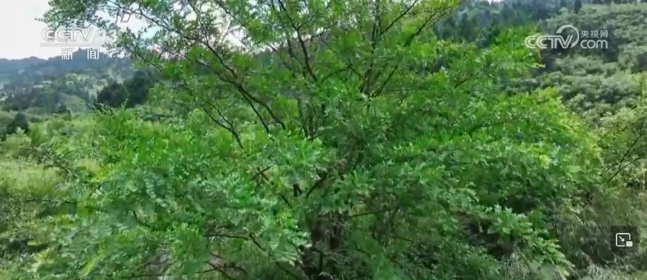 衡山自然保护区新发现野生绒毛皂荚