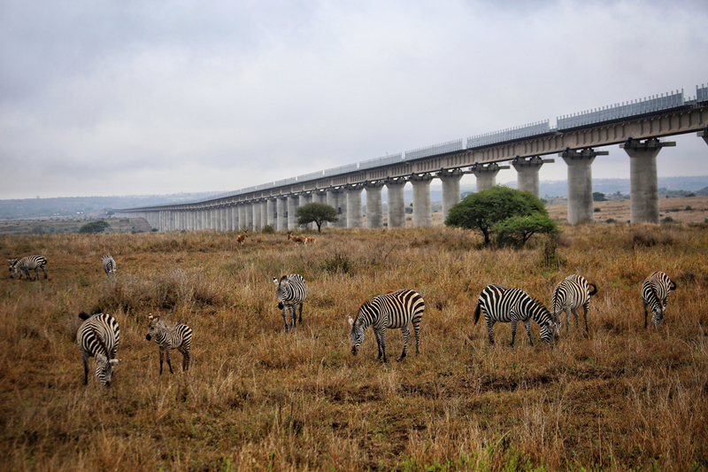 当地时间2018年12月5日，肯尼亚内罗毕，蒙内铁路穿过内罗毕国家公园采用全高架方式，保证野生动物可以安全穿过铁路。