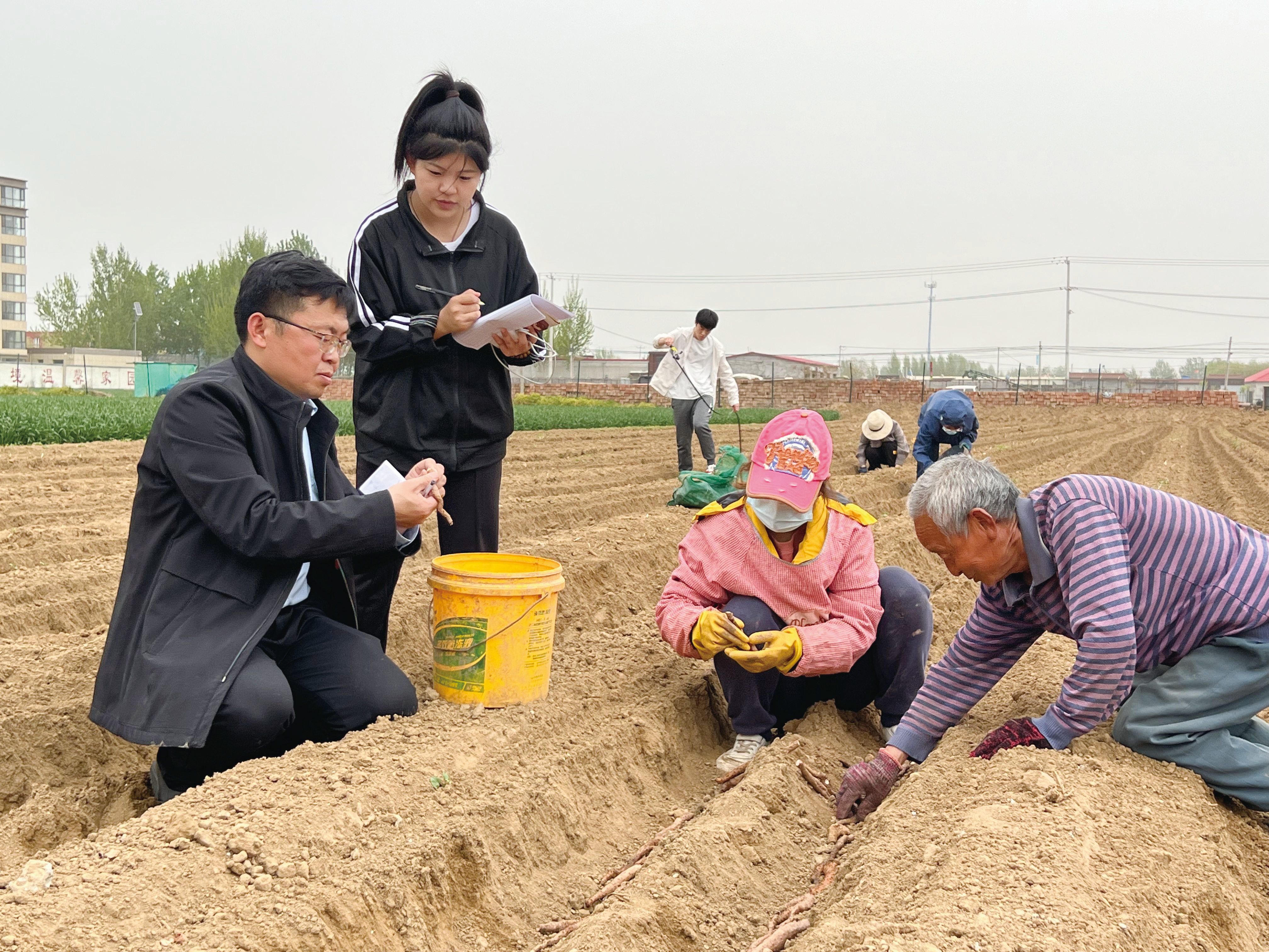 博士农场专家到随东村指导麻山药种植