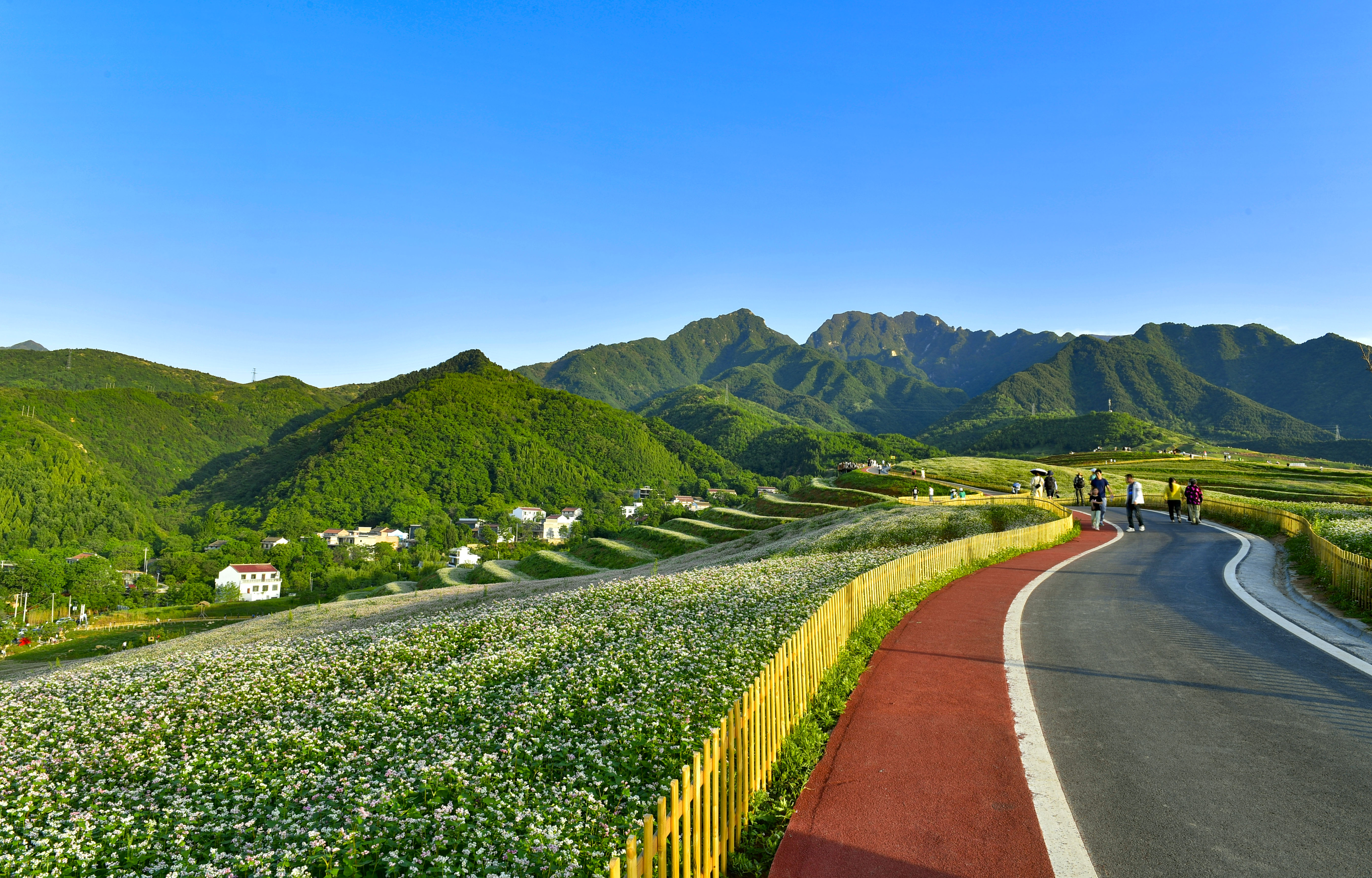 峪口村荞麦花海