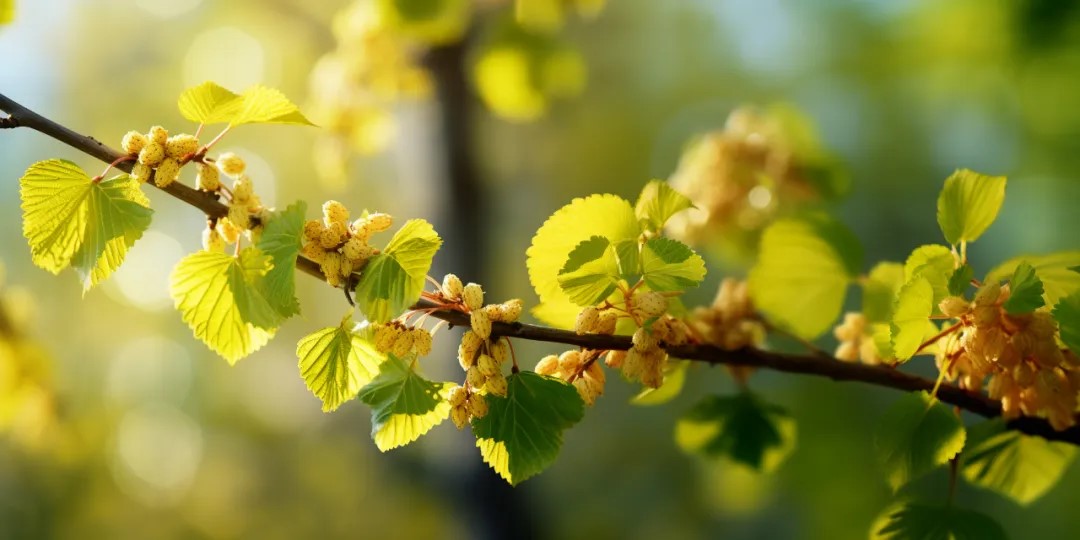 缃叶美好生花丨茅台春分报时桑芽吐缃