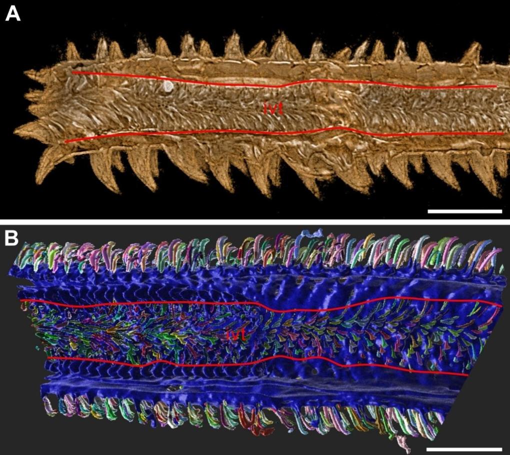 科学家发现约1亿年前的海洋内寄生虫