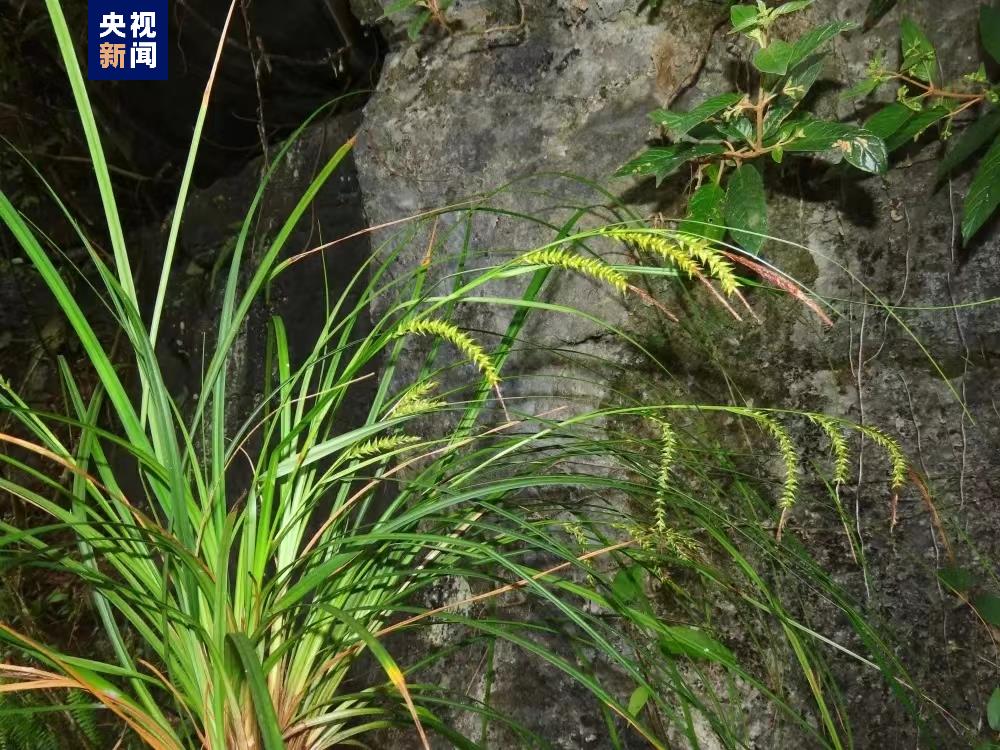 广西发现植物新种 对岩溶石漠化治理有重要意义