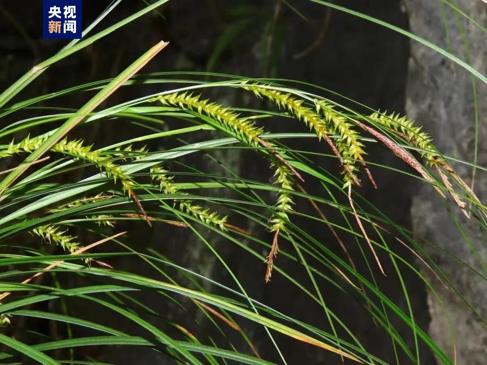 广西发现植物新种 对岩溶石漠化治理有重要意义
