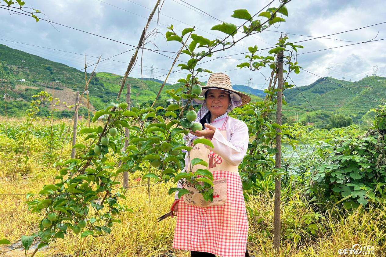 新丰村村民在修剪百香果枝叶