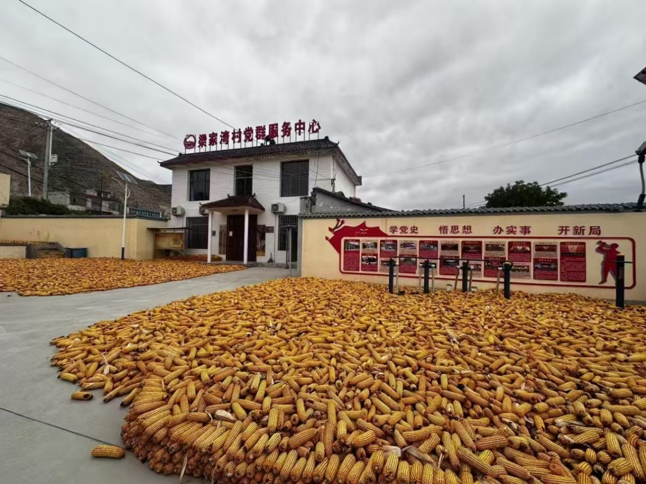 在甘肃省兰州市榆中县金崖镇,玉米平均亩产达到1500斤