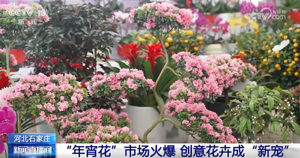 節前市場火熱供應足 從“菜籃”到“花瓶”再到“舌尖”包羅萬象