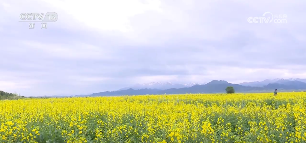 人勤春来早 开工干劲足 | 春天，在油菜花海里忙碌的“追梦人”(图7)