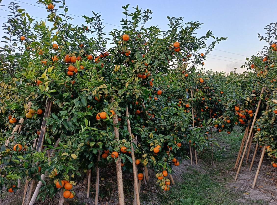 上岳村种植的沃柑挂满枝头