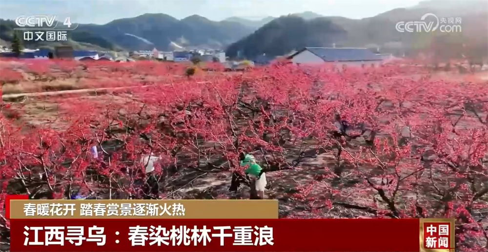 春暖花开时踏春赏景逐渐火热 以花为“媒”促“春日经济”盛放