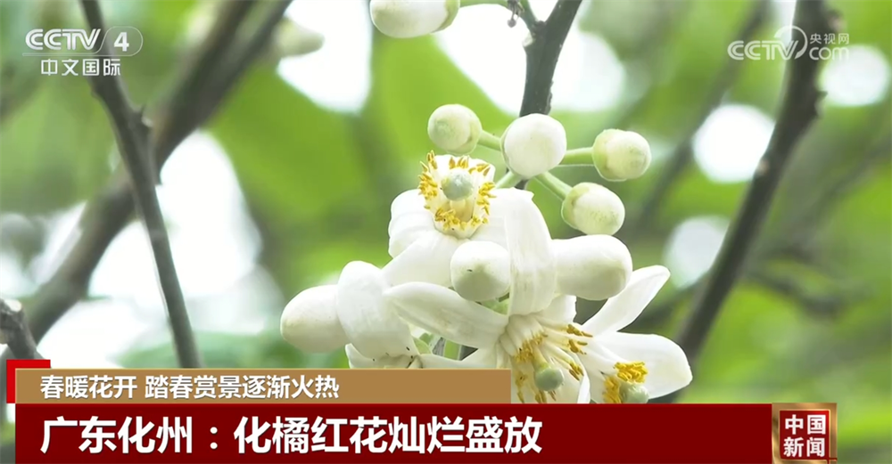 春暖花开时踏春赏景逐渐火热 以花为“媒”促“春日经济”盛放