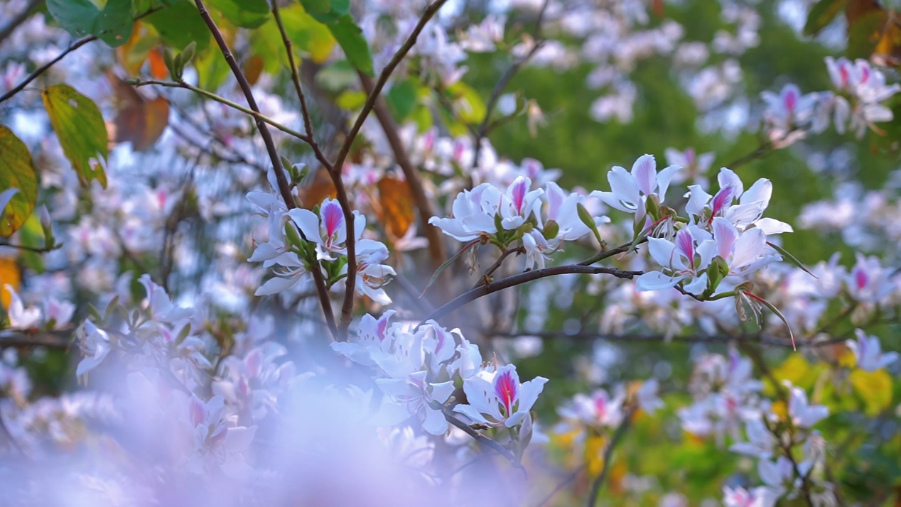 白花芒市融媒体中心供图