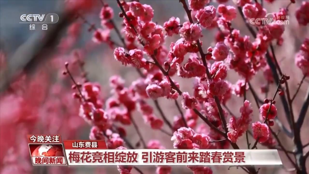 随着气温回升，这两天，山东费县云瀑洞天景区的10万余棵梅花竞相绽放。大片的红梅热烈似火，娇艳夺目；粉白相间的美人梅层层叠叠，花枝摇曳；三角梅也迎春怒放，红的浓烈、紫的典雅，簇拥在一起，吸引了大批游客前来踏春赏景。