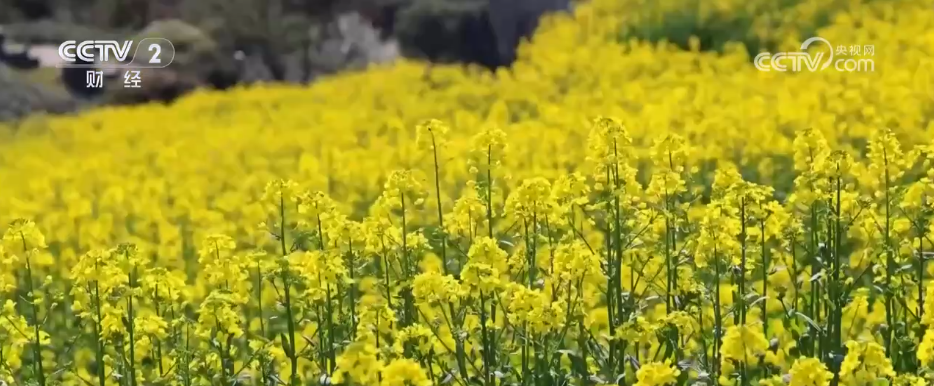 各地掀起赏花热潮 “花经济”在春日中盛开