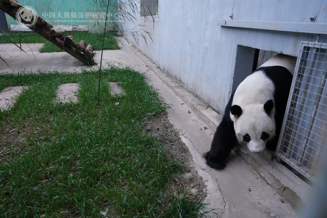 國(guó)際團(tuán)隊(duì)觀測(cè)到一超大質(zhì)量黑洞噴射出子彈般氣體團(tuán)塊