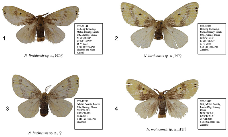 林芝靓毒蛾和墨脱靓毒蛾模式标本和副模标本（欧阳思琪/拍摄）