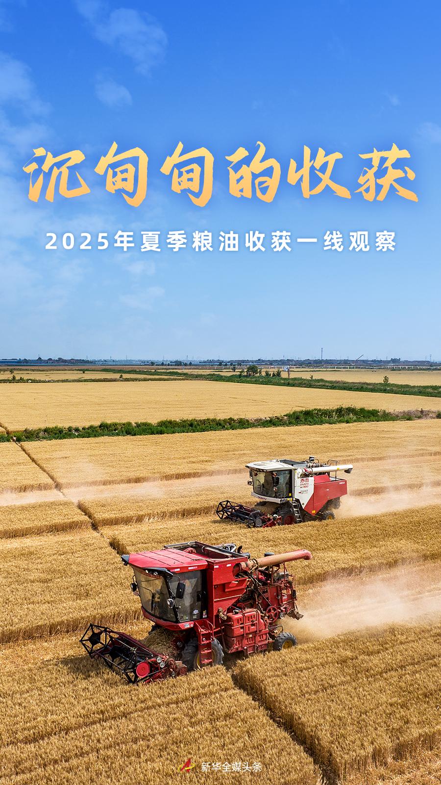 沉甸甸的收获——2025年夏季粮油收获一线观察  第1张