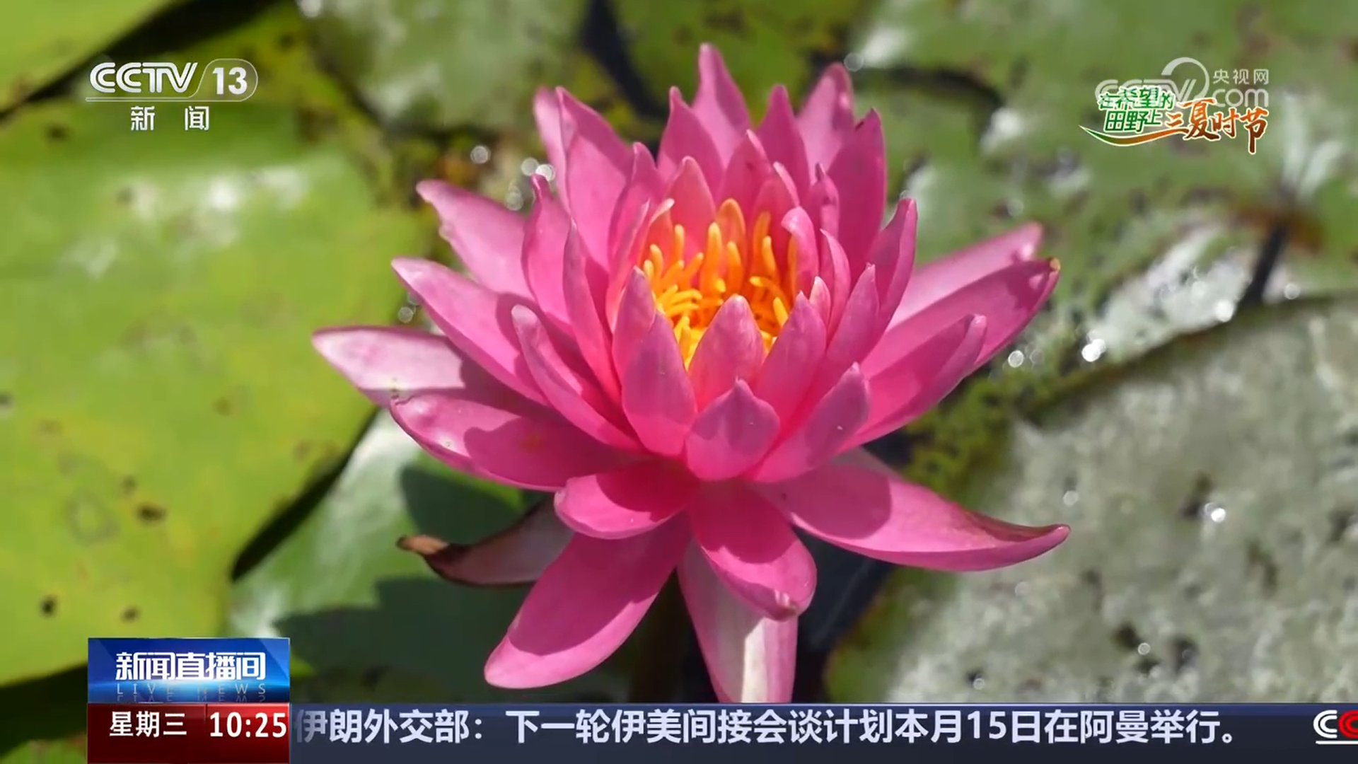 “南繁”睡莲竞相绽放 乡村振兴添色彩