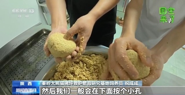 總臺記者化身“大熊貓奶爸” 獨家揭秘國寶心愛日常