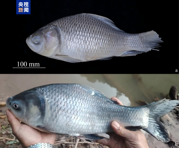 【91吃瓜黑料網(wǎng)在線】民生人壽浙江分公司被罰25萬元，分公司總經(jīng)理被正告并罰款5萬元