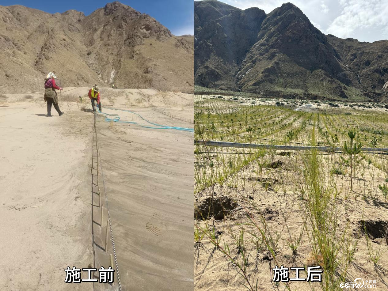 拉萨南北山绿化工程贡嘎段11号片区生态修复工程实施前后对比图 