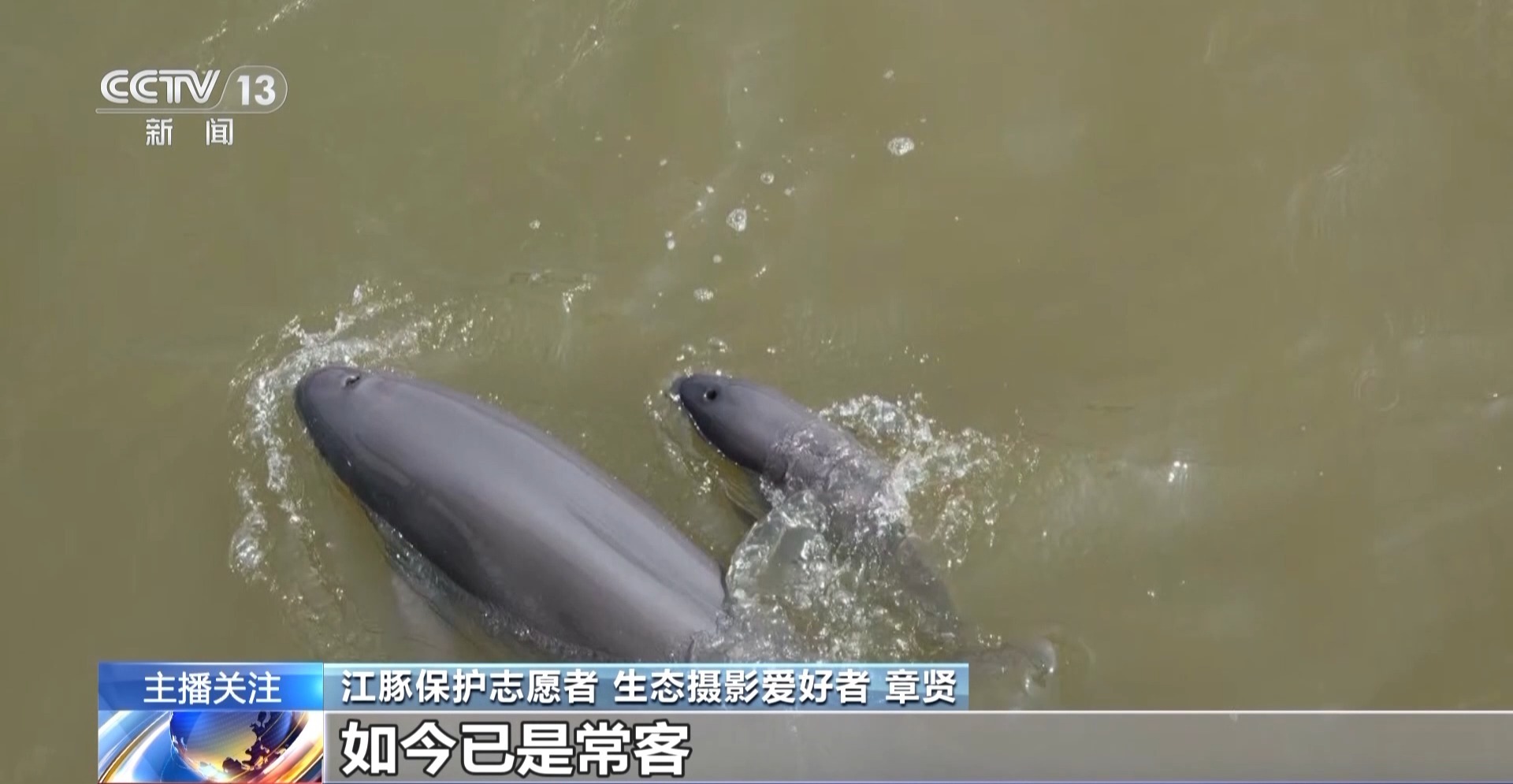 从难觅踪迹到一再现身 “浅笑天使”江豚见证母亲河生态复苏
