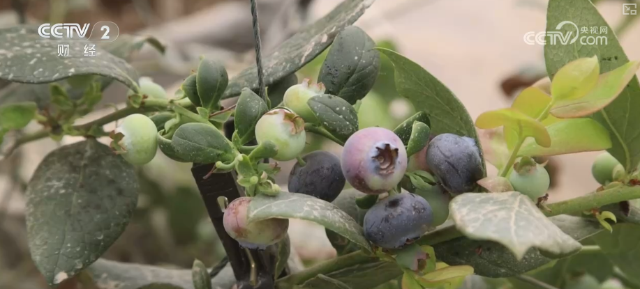 果蔬争“鲜”上市供销两旺 百姓冬季“菜篮子”“果盘子”消费需求有保障