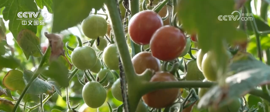 冷空气持续影响北方多地 多部门“攥指成拳”保生产保畅通